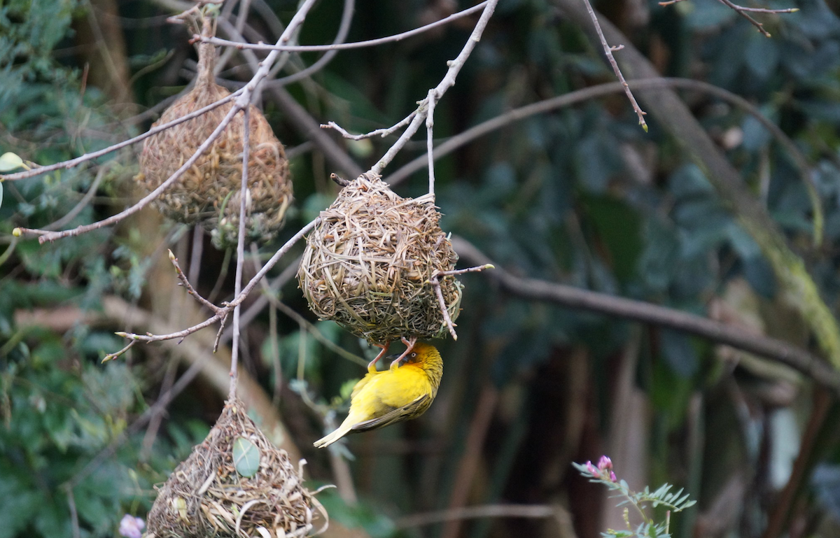 Cape Weaver - ML624829803