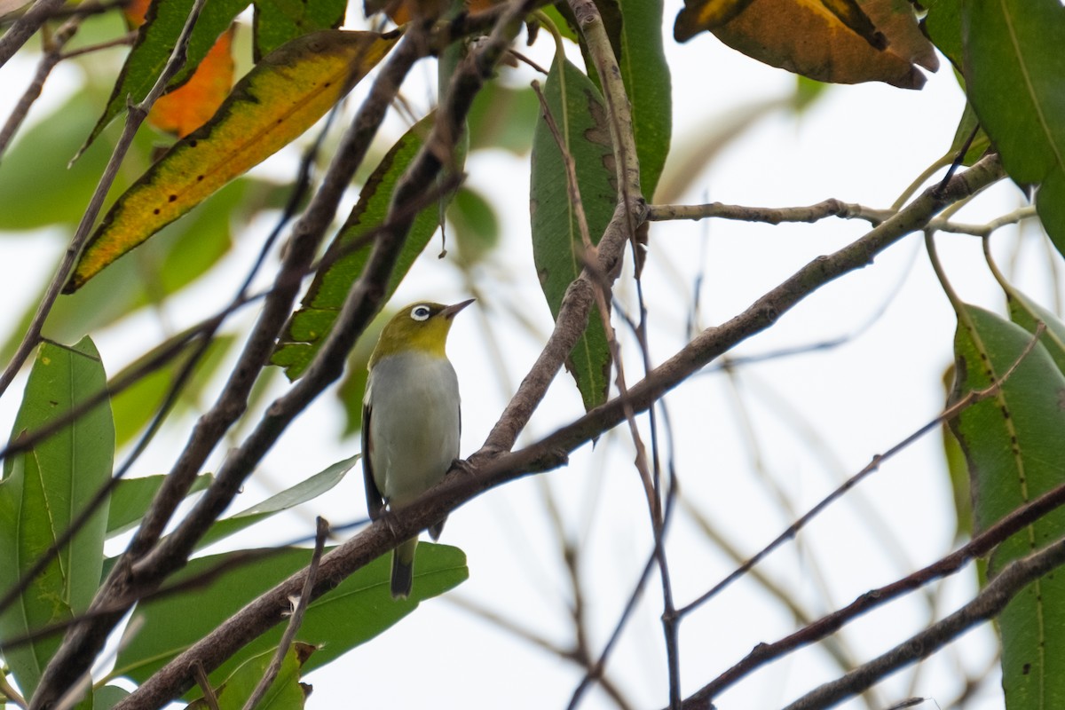 Chestnut-flanked White-eye - ML624830038