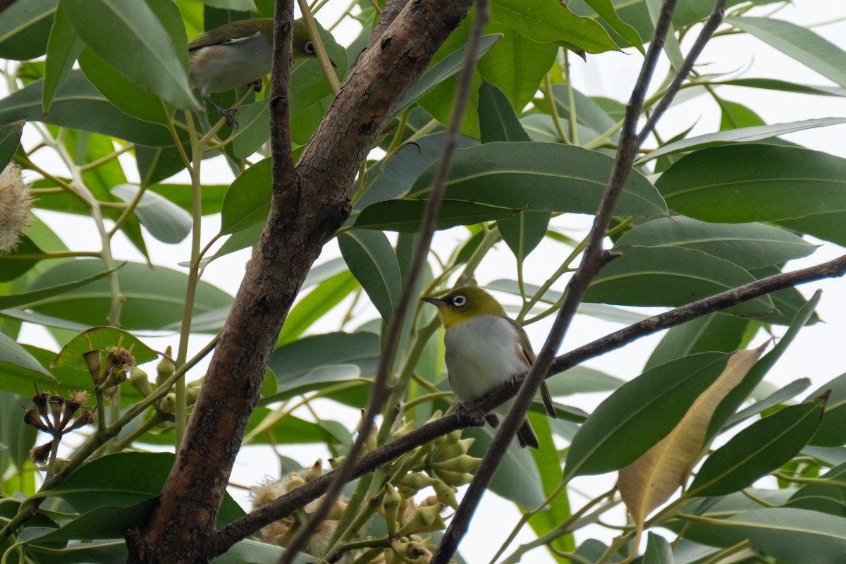 Chestnut-flanked White-eye - ML624830039