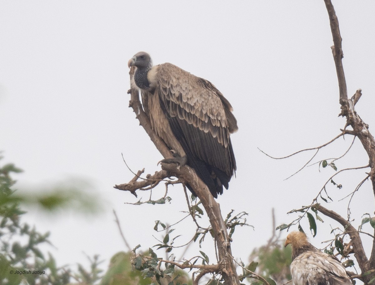 Indian Vulture - ML624830154