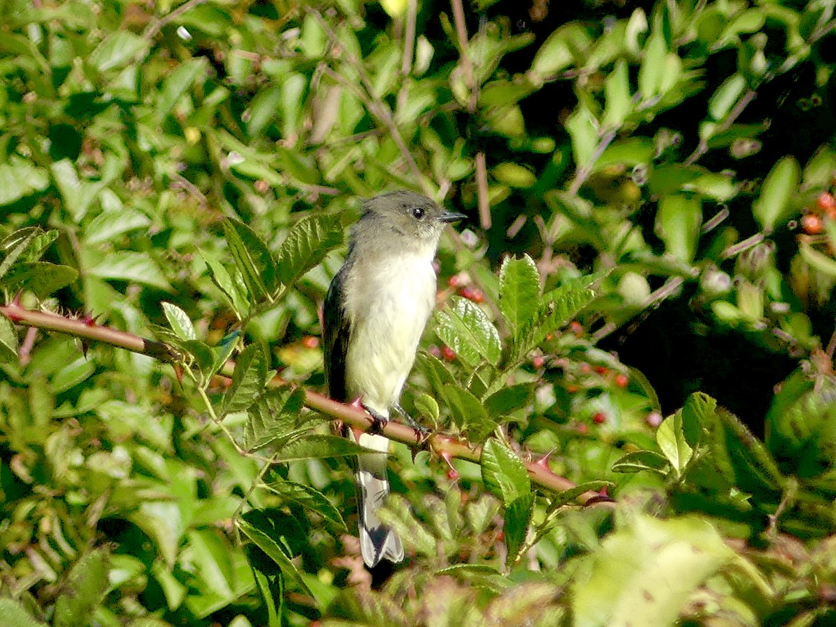 Eastern Phoebe - ML624830337