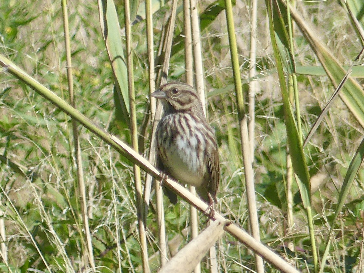 Song Sparrow - ML624830338