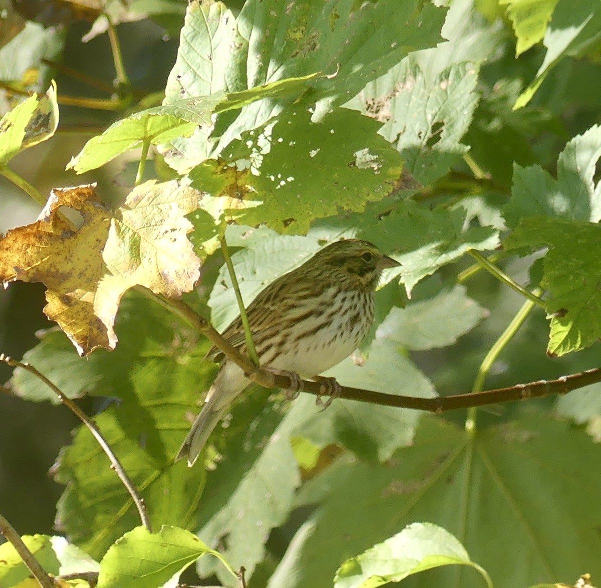 Savannah Sparrow - ML624830340