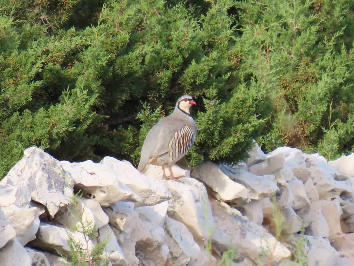 Rock Partridge - Bosco Chan