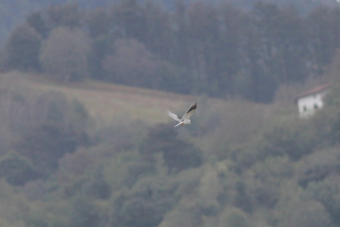 Black-winged Kite - ML624830563