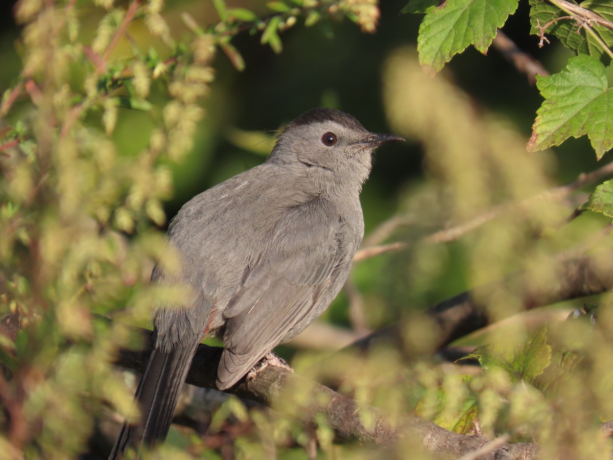 Gray Catbird - ML624830611