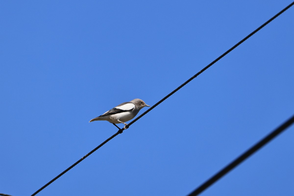 White-shouldered Starling - ML624830634