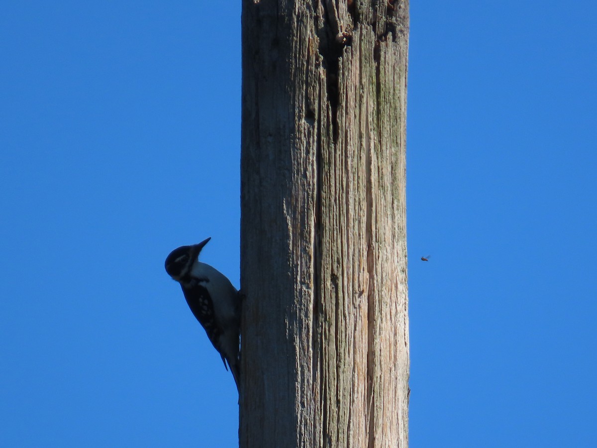 Hairy Woodpecker - ML624830717
