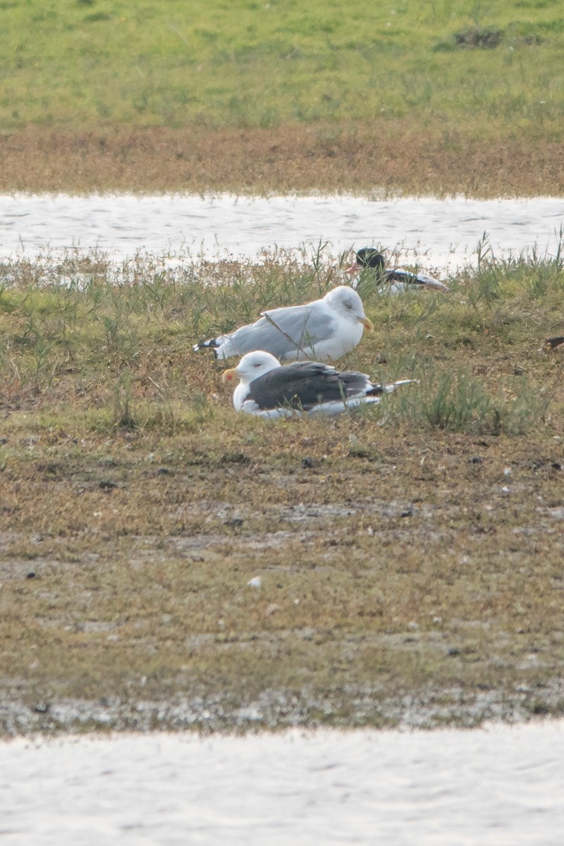 Бэсрэг цахлай - ML624830870