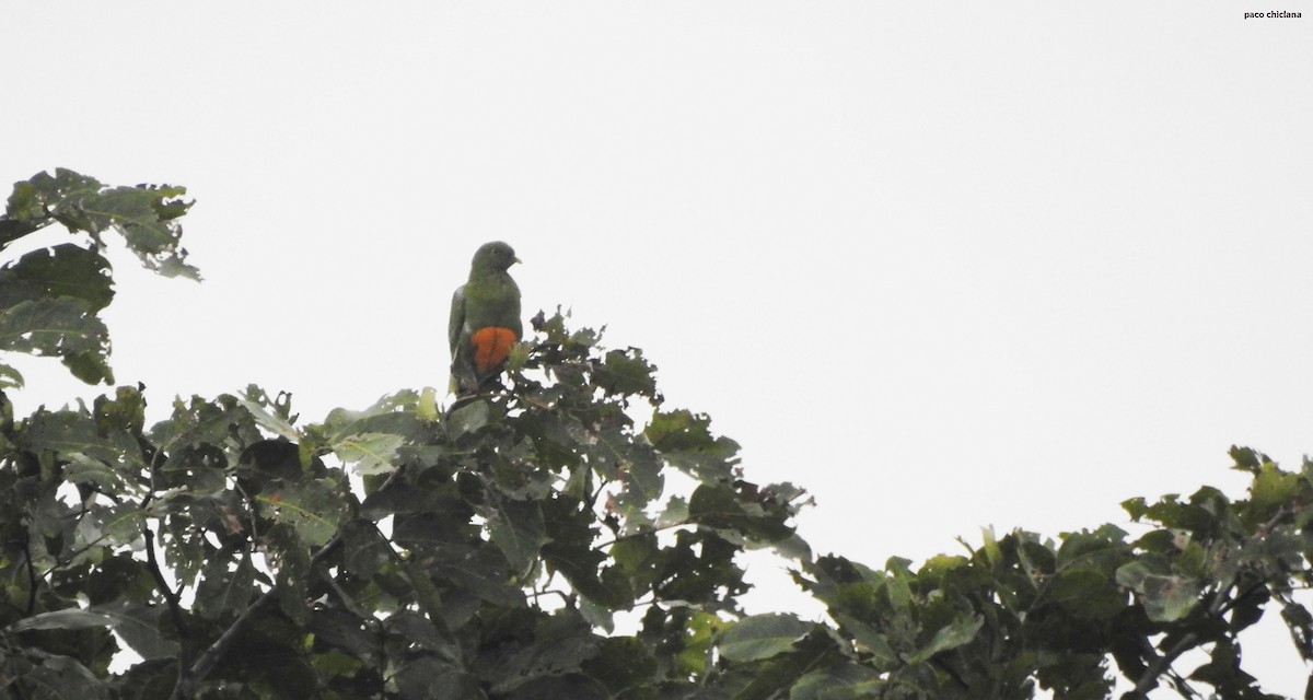 Orange-bellied Fruit-Dove - ML624830904