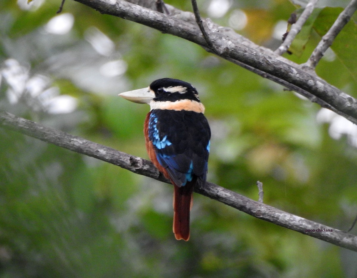 Rufous-bellied Kookaburra - ML624830934