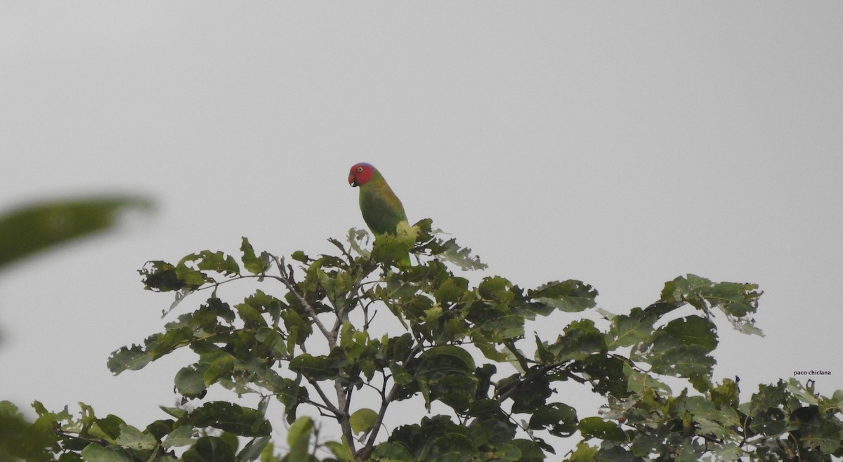 Red-cheeked Parrot - ML624830948