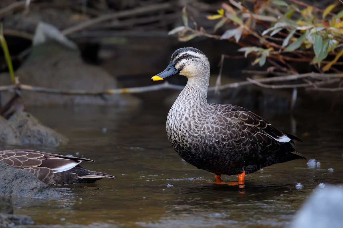 Eastern Spot-billed Duck - ML624830976