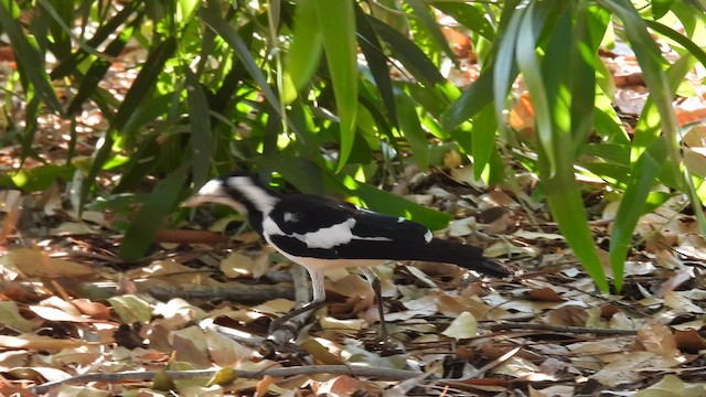 Magpie-lark - ML624830997