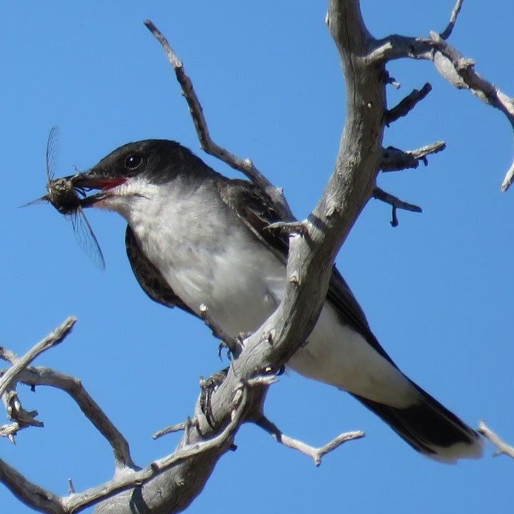 Eastern Kingbird - ML62483101