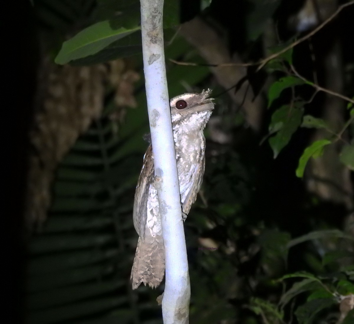 Marbled Frogmouth - ML624831022