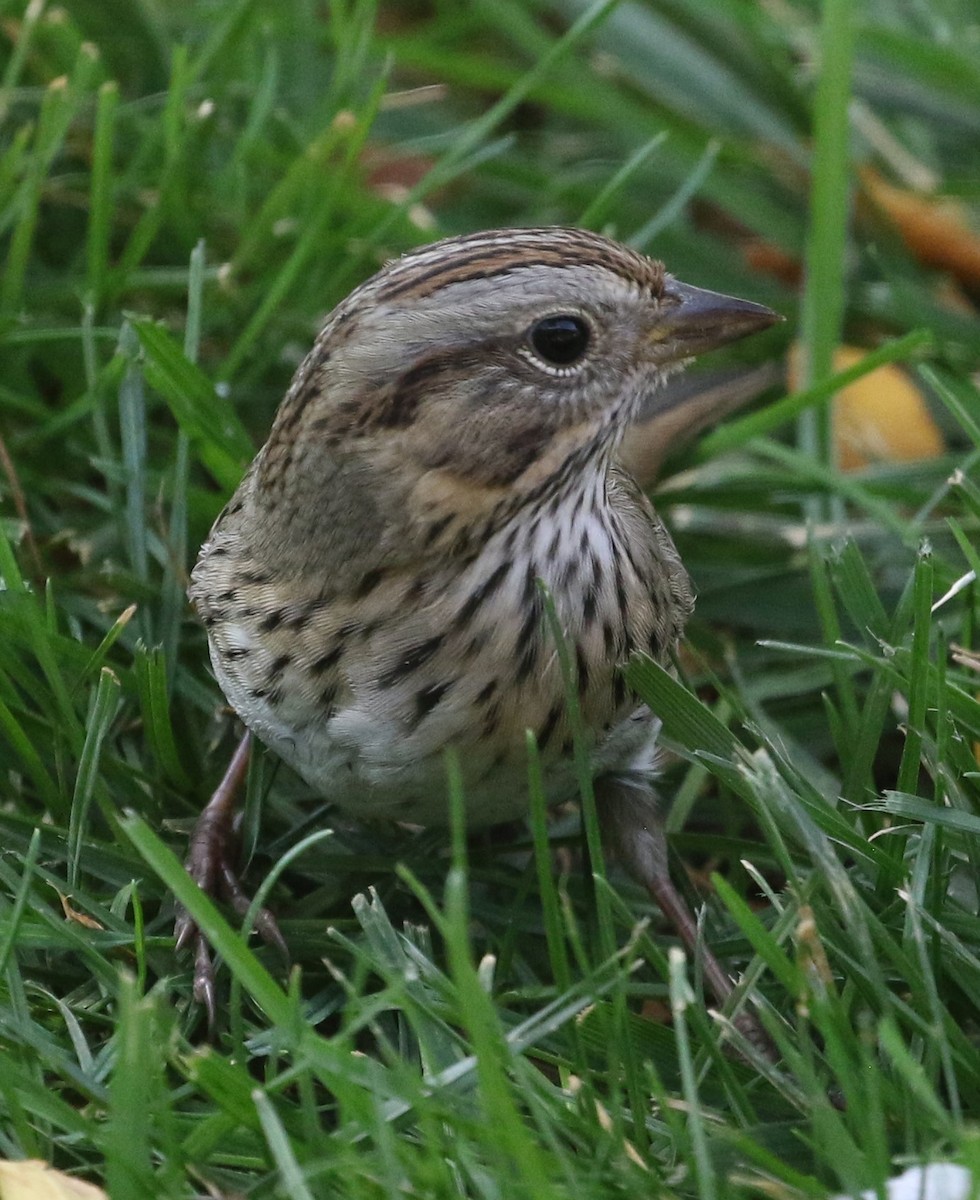 Lincoln's Sparrow - ML624831204