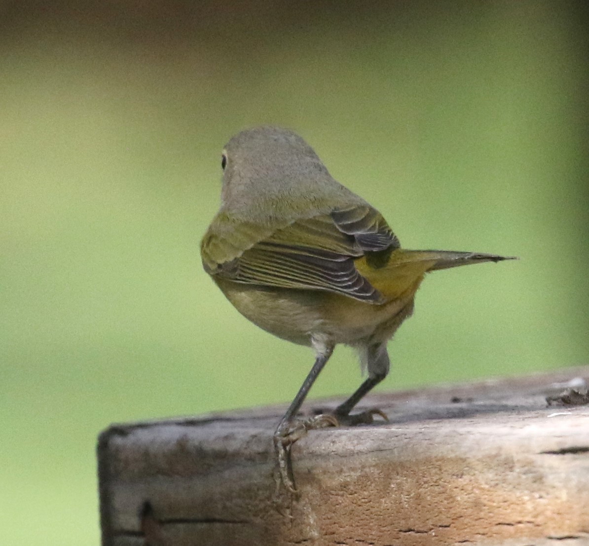 Nashville Warbler - ML624831263