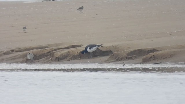 Eurasian Oystercatcher - ML624831342