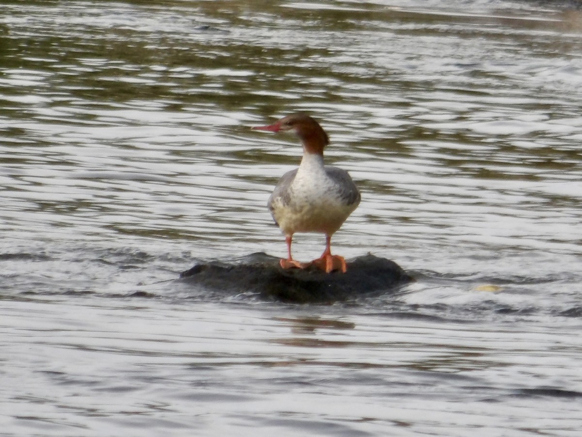 Common Merganser - ML624831403