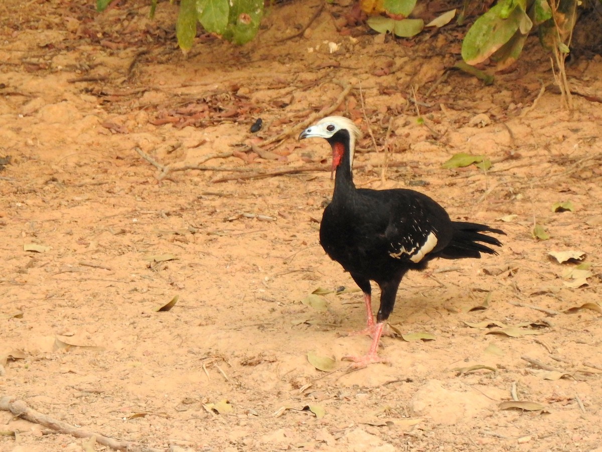 White-throated/Red-throated Piping-Guan - ML624831555