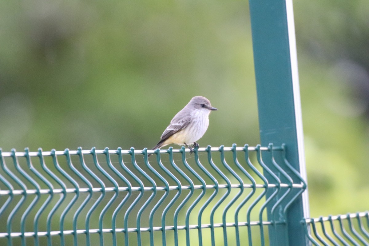Vermilion Flycatcher - ML624831572