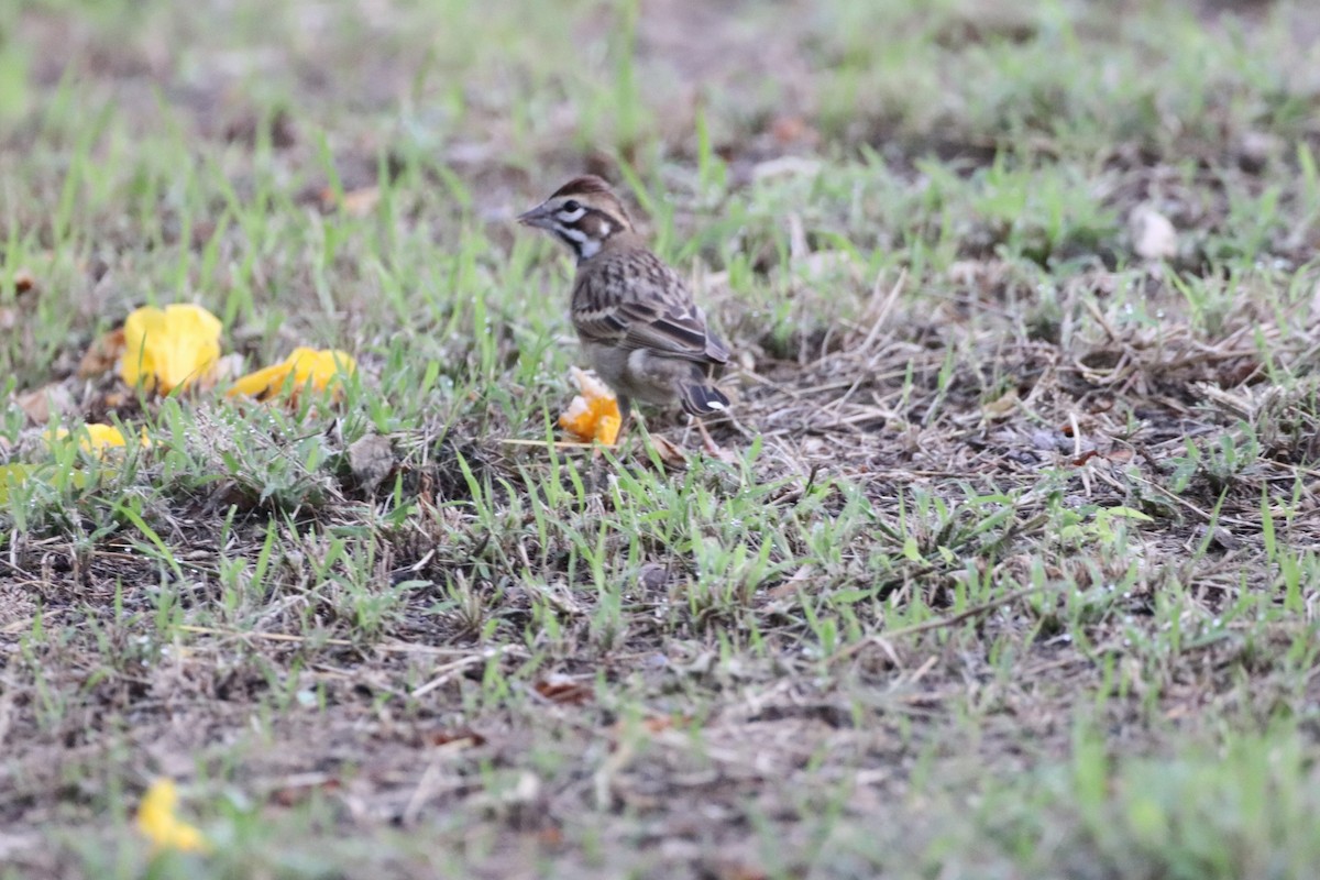 Lark Sparrow - ML624831583