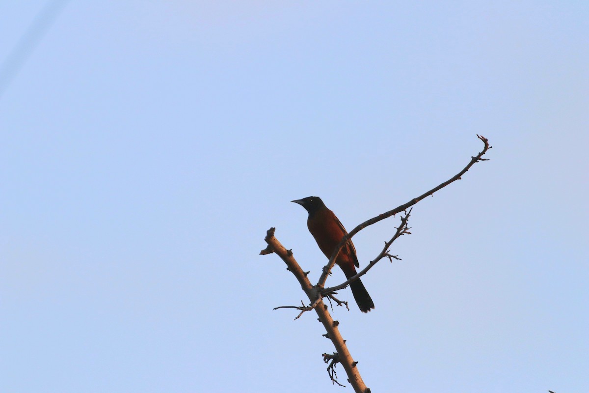 Orchard Oriole - ML624831591