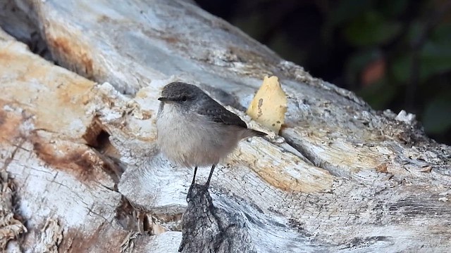 Rock Wren - ML624831764