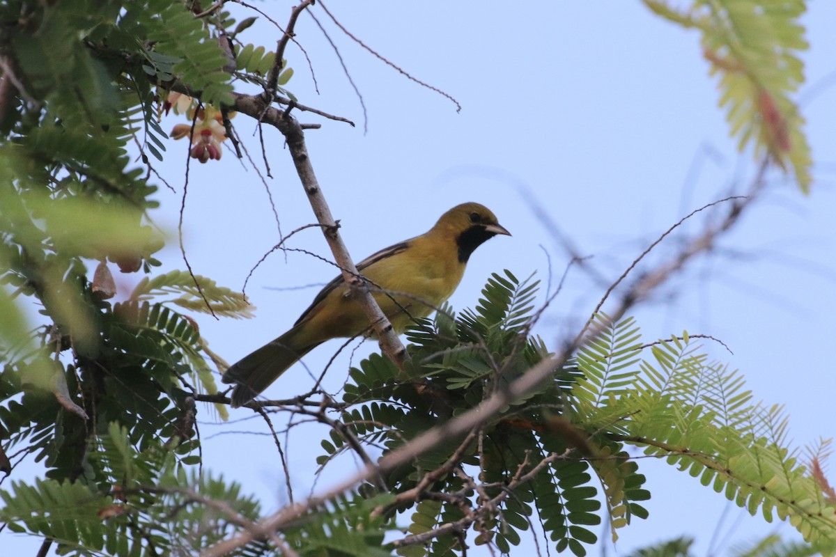 Orchard Oriole - ML624831795
