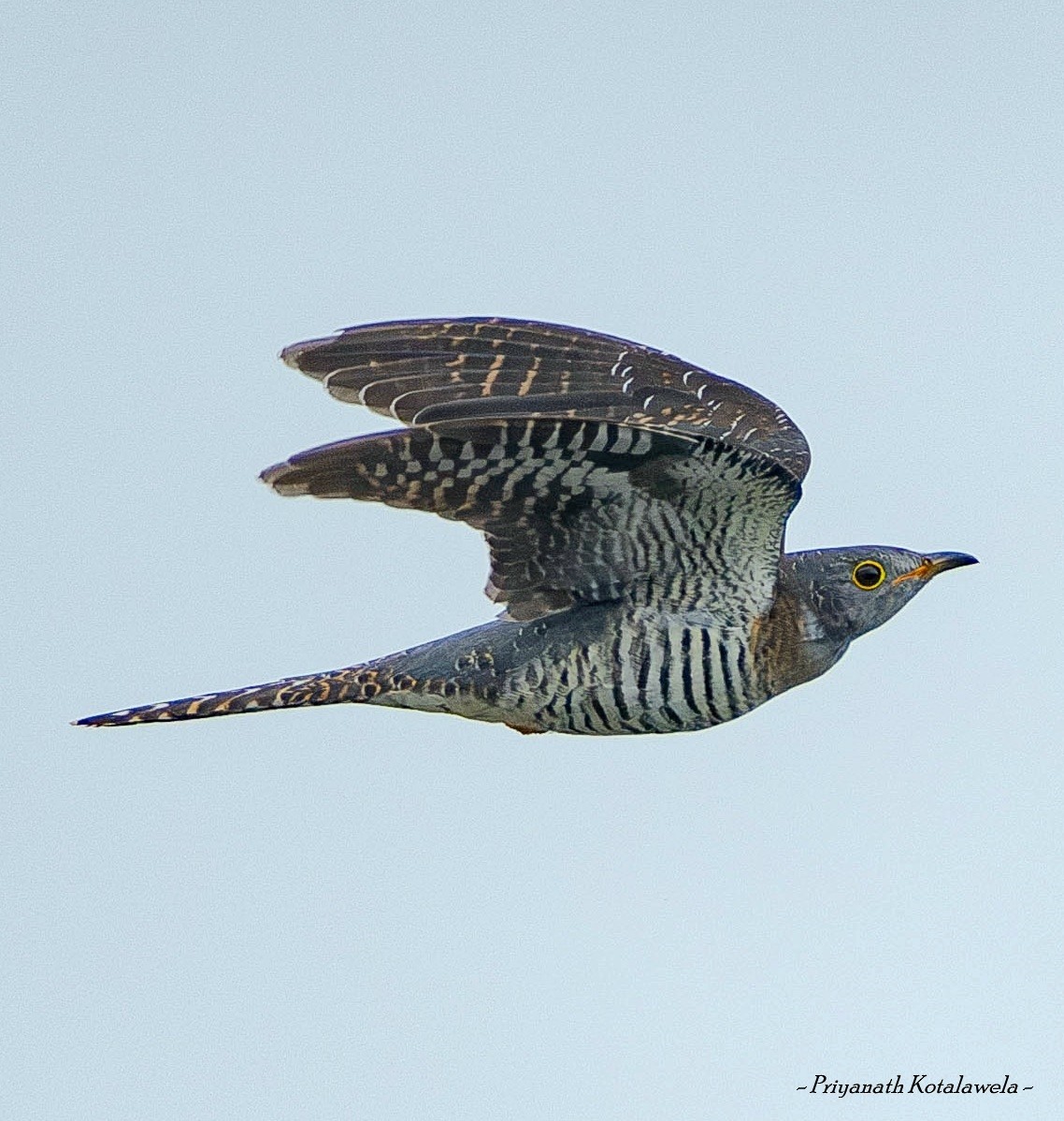 ホトトギス - ML624832066