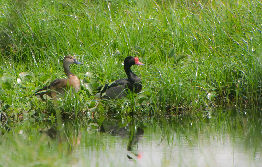 Rosy-billed Pochard - ML624832503