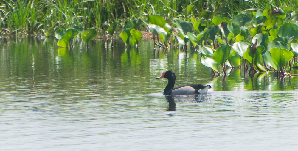 Rosy-billed Pochard - ML624832552