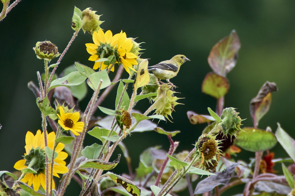 American Goldfinch - ML624832587