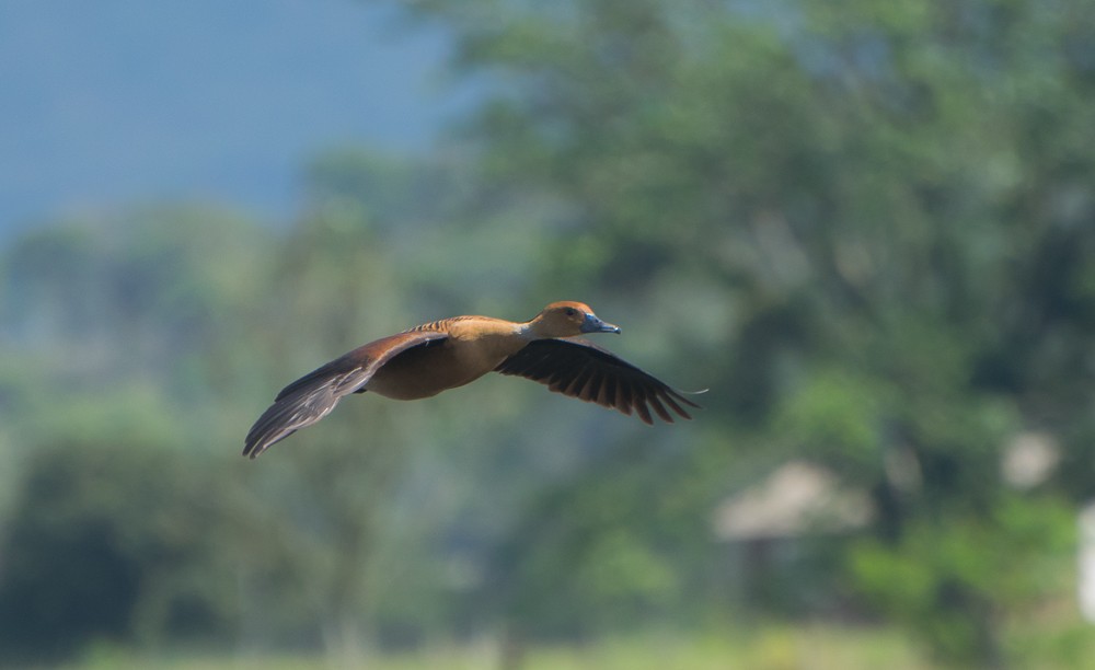 Fulvous Whistling-Duck - ML624832588