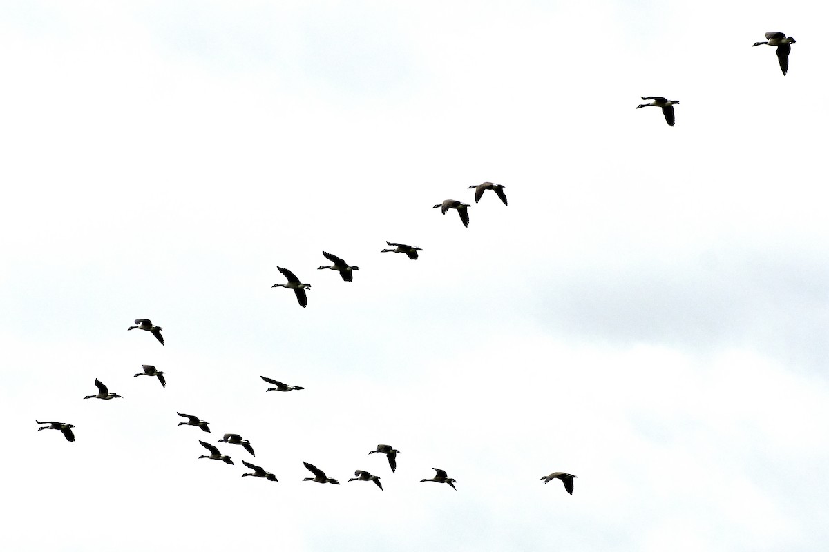 Canada Goose - ML624832598