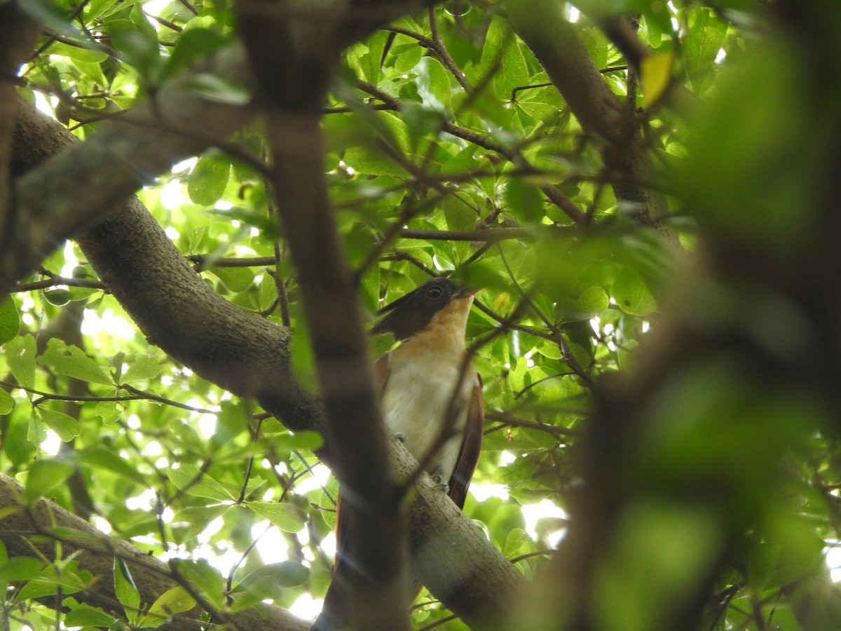 Chestnut-winged Cuckoo - ML624832648