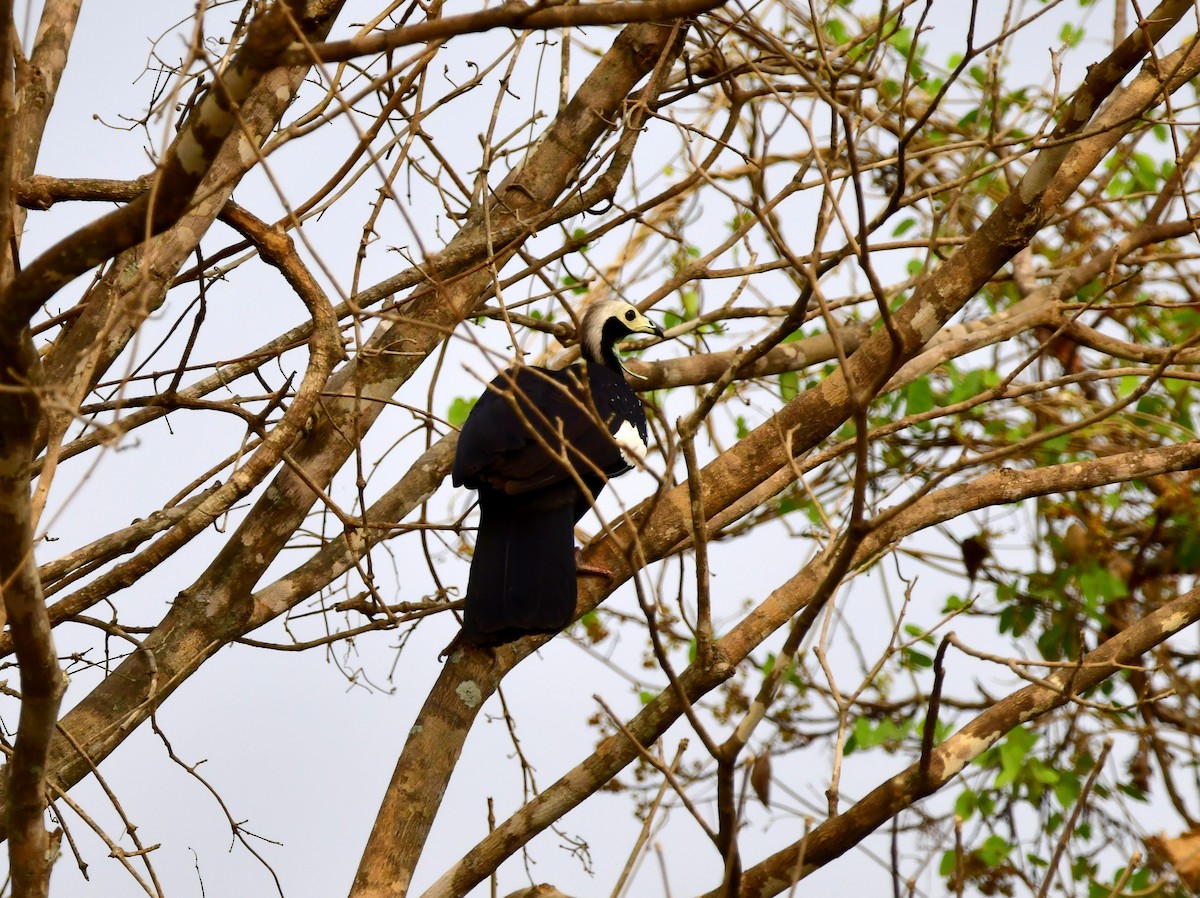 Blue-throated Piping-Guan - ML624832650