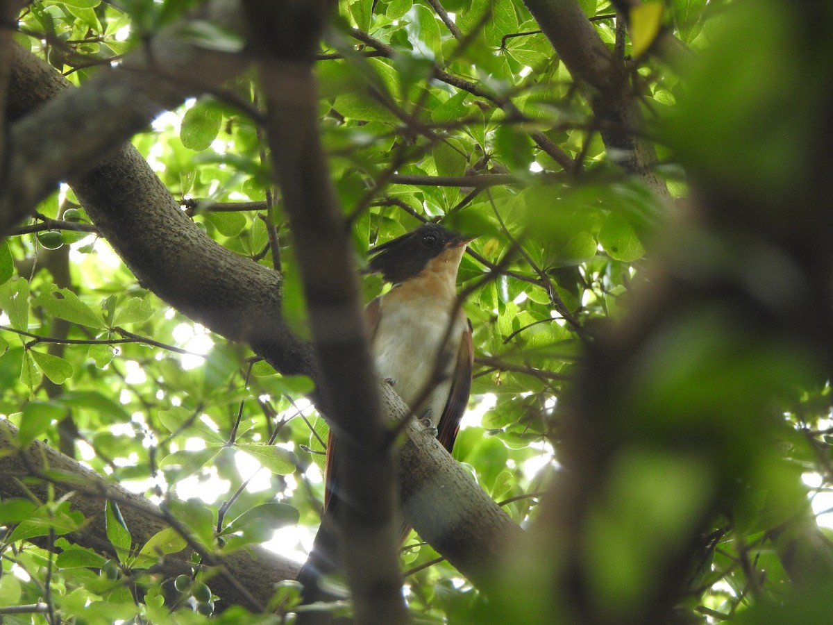 Chestnut-winged Cuckoo - Muhammad Nafis Ufsi