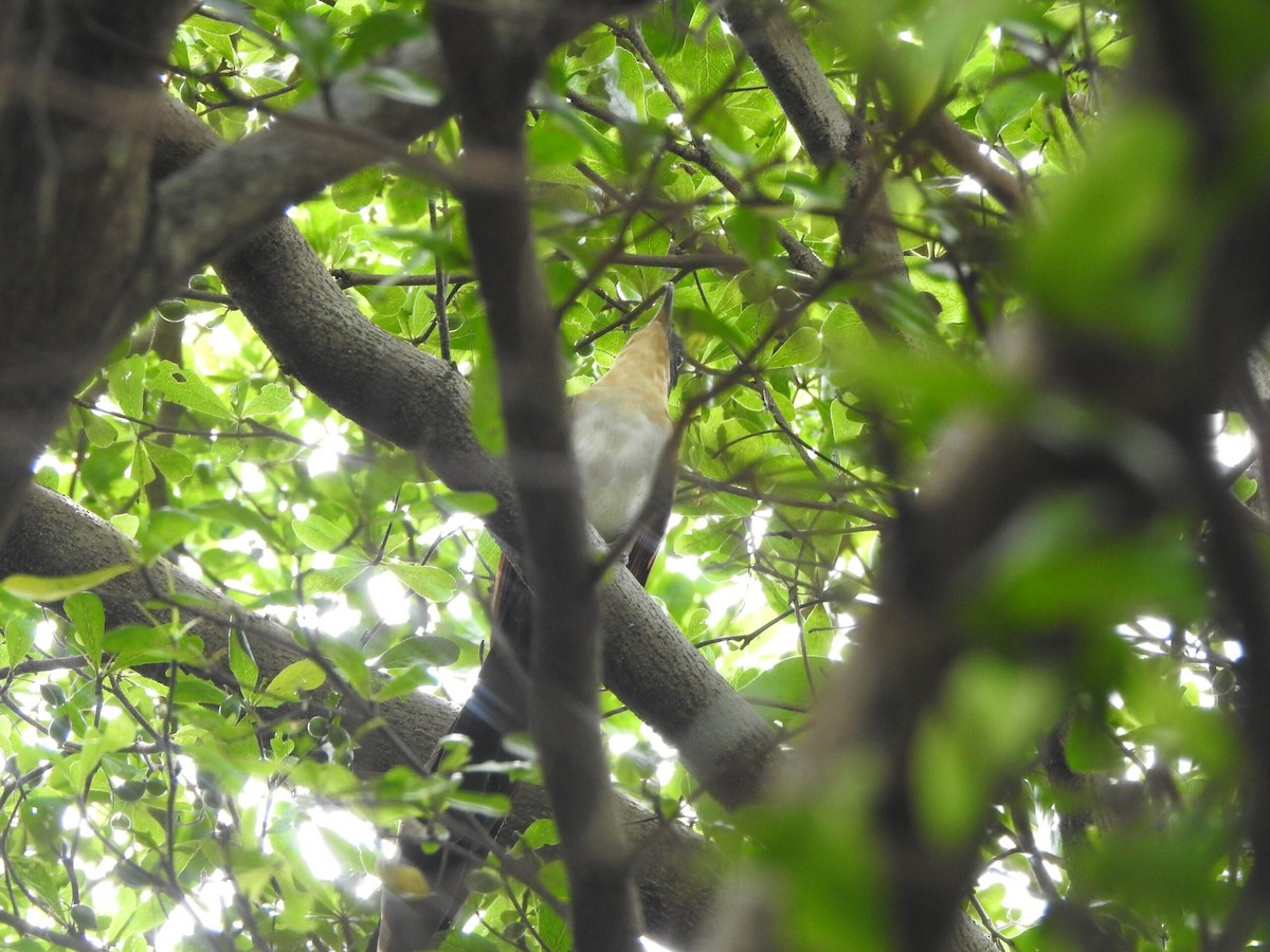 Chestnut-winged Cuckoo - ML624832668