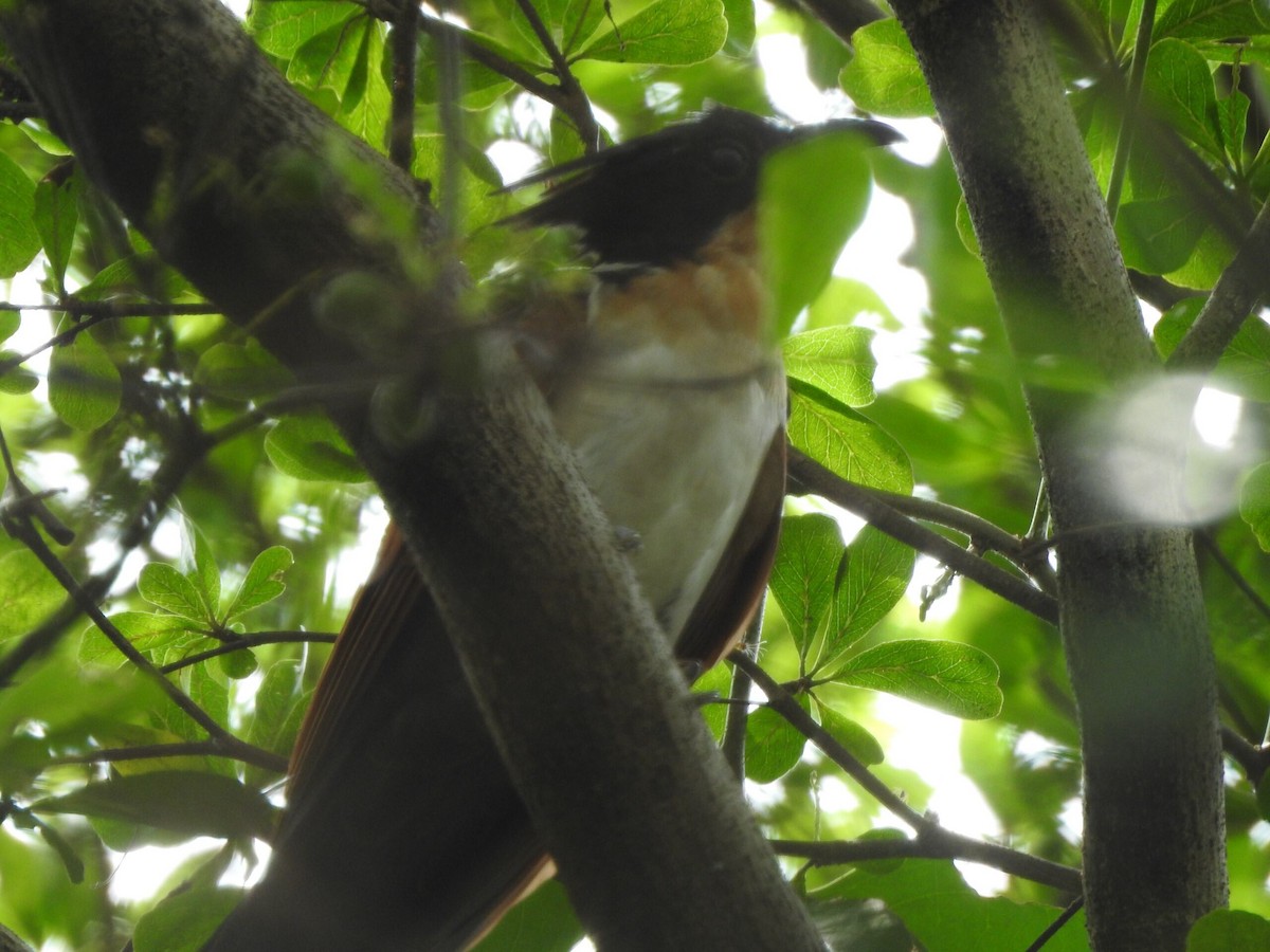 Chestnut-winged Cuckoo - ML624832686