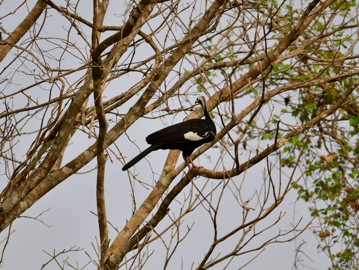 Blue-throated Piping-Guan - ML624832717