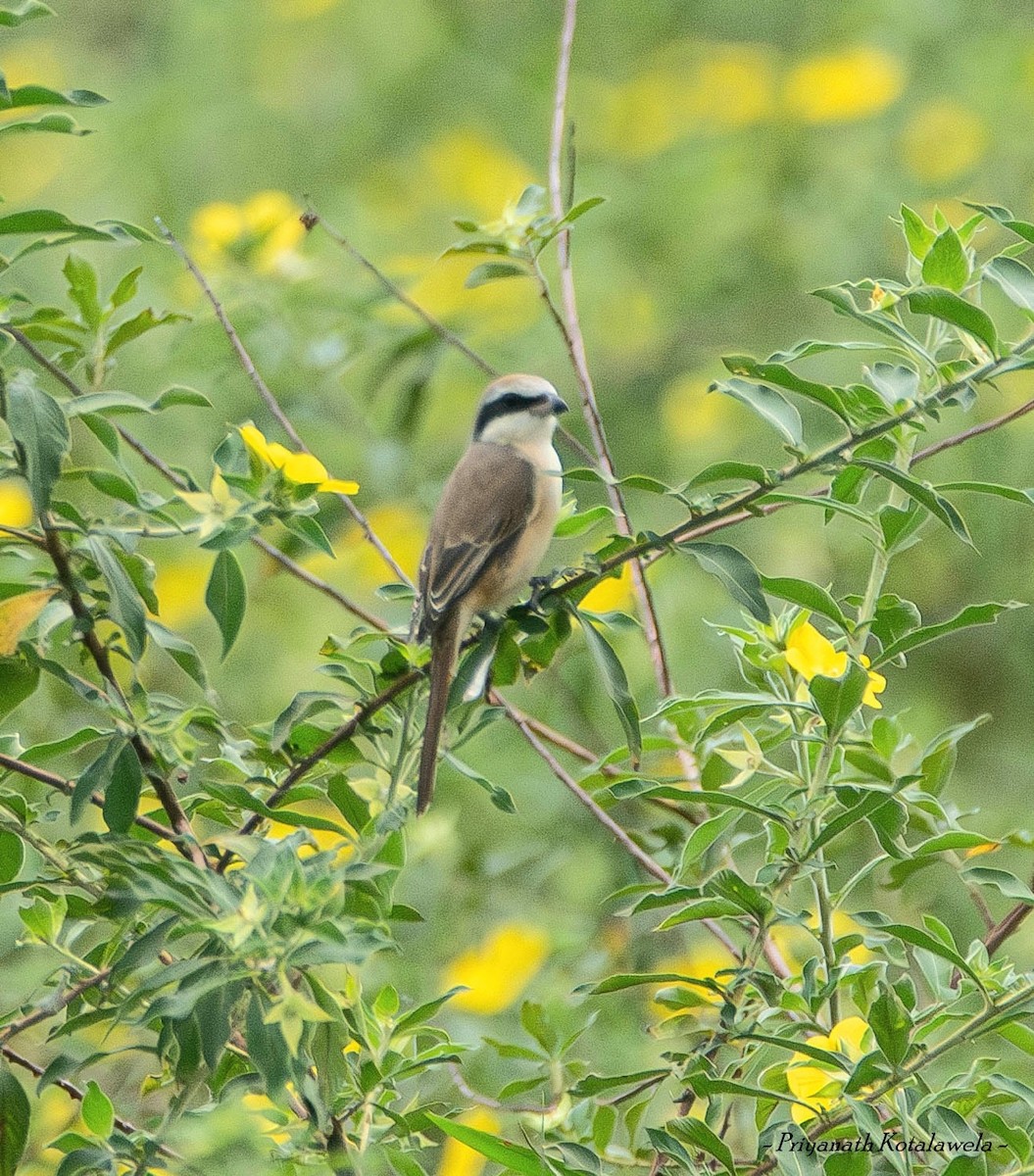 アカモズ - ML624832740