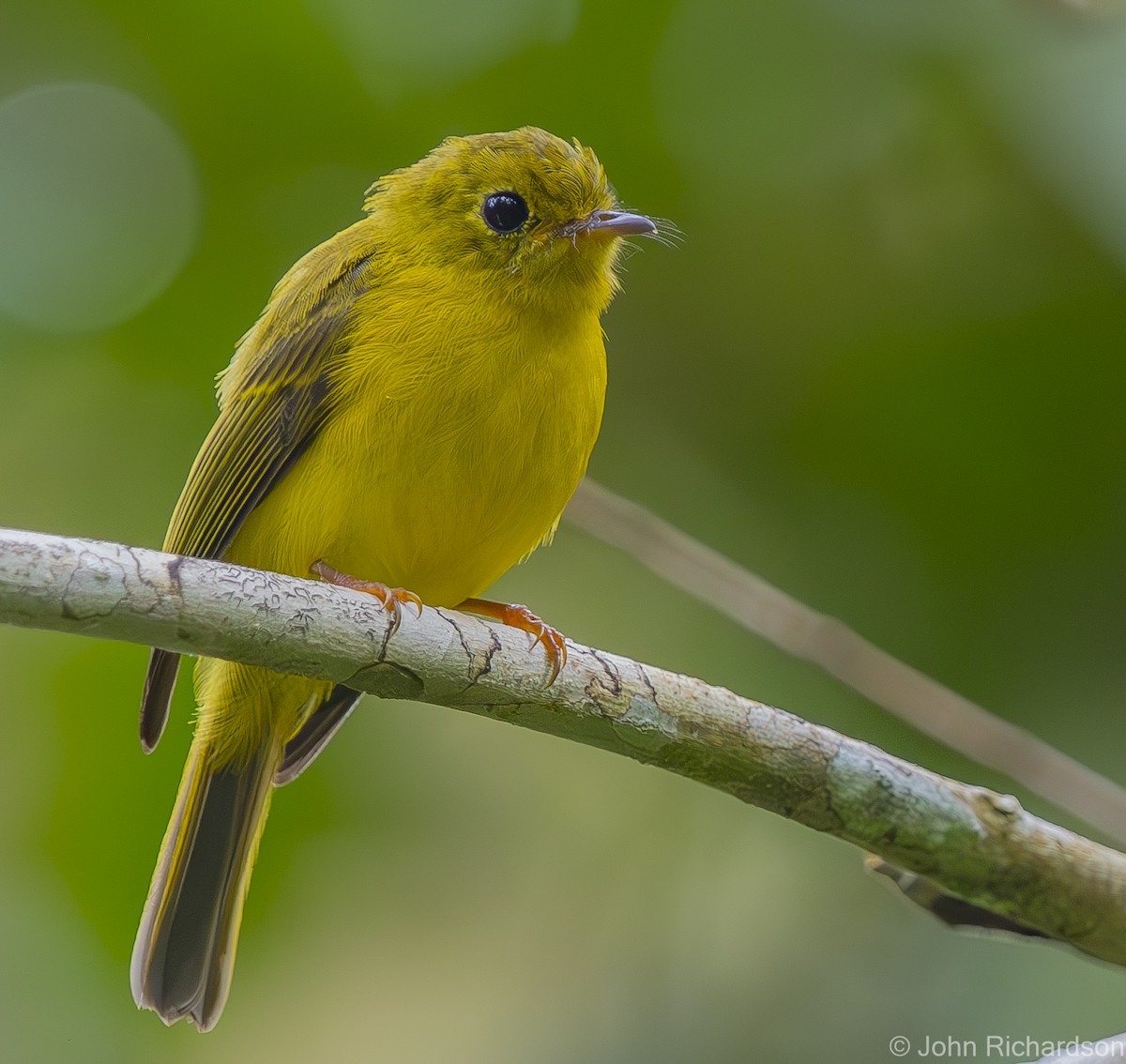 Gobemoustique canari - ML624832770