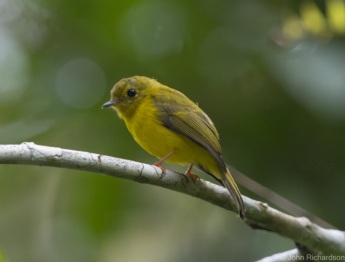 Gobemoustique canari - ML624832771