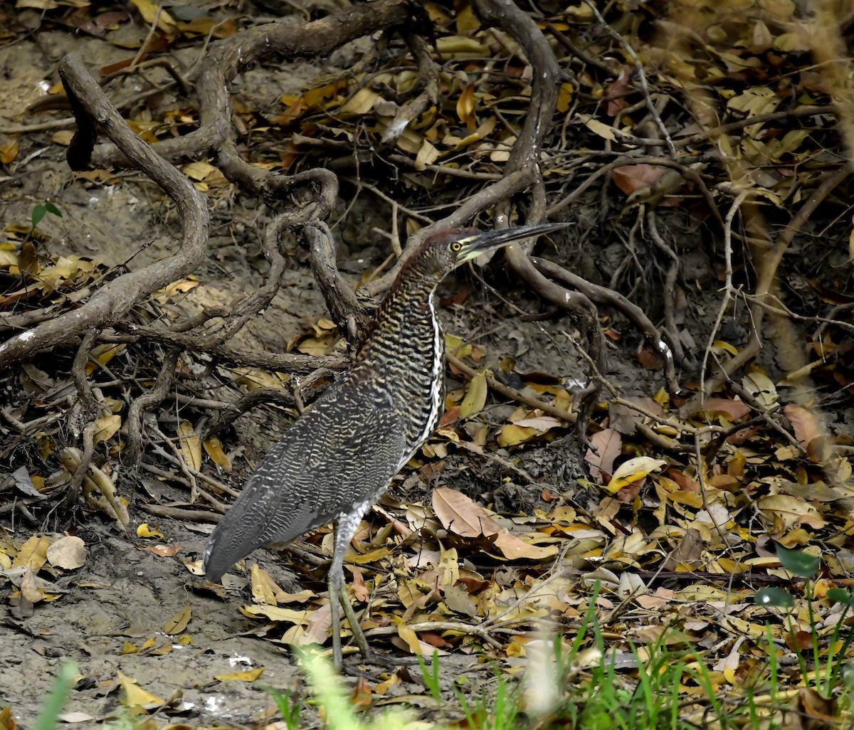 Fasciated Tiger-Heron - ML624832869
