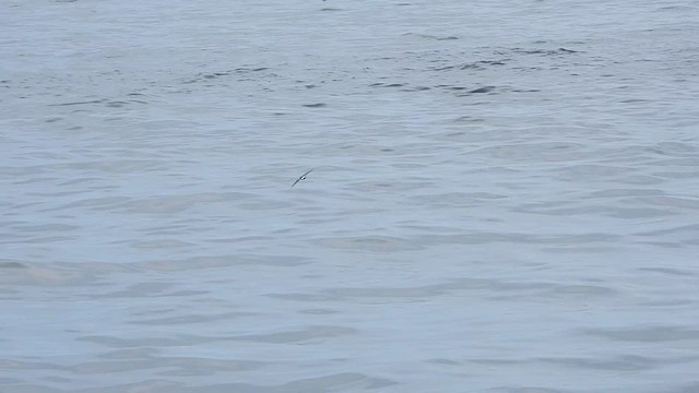 Wilson's Storm-Petrel - ML624832907