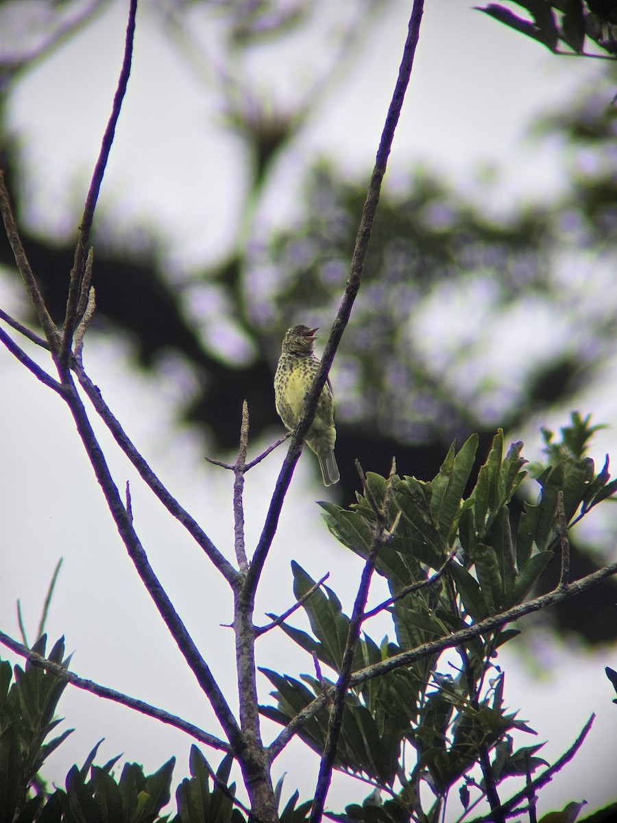 Sharpbill - ML624832925