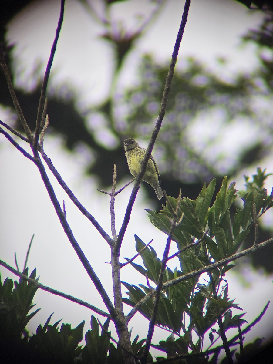 Sharpbill - ML624832926