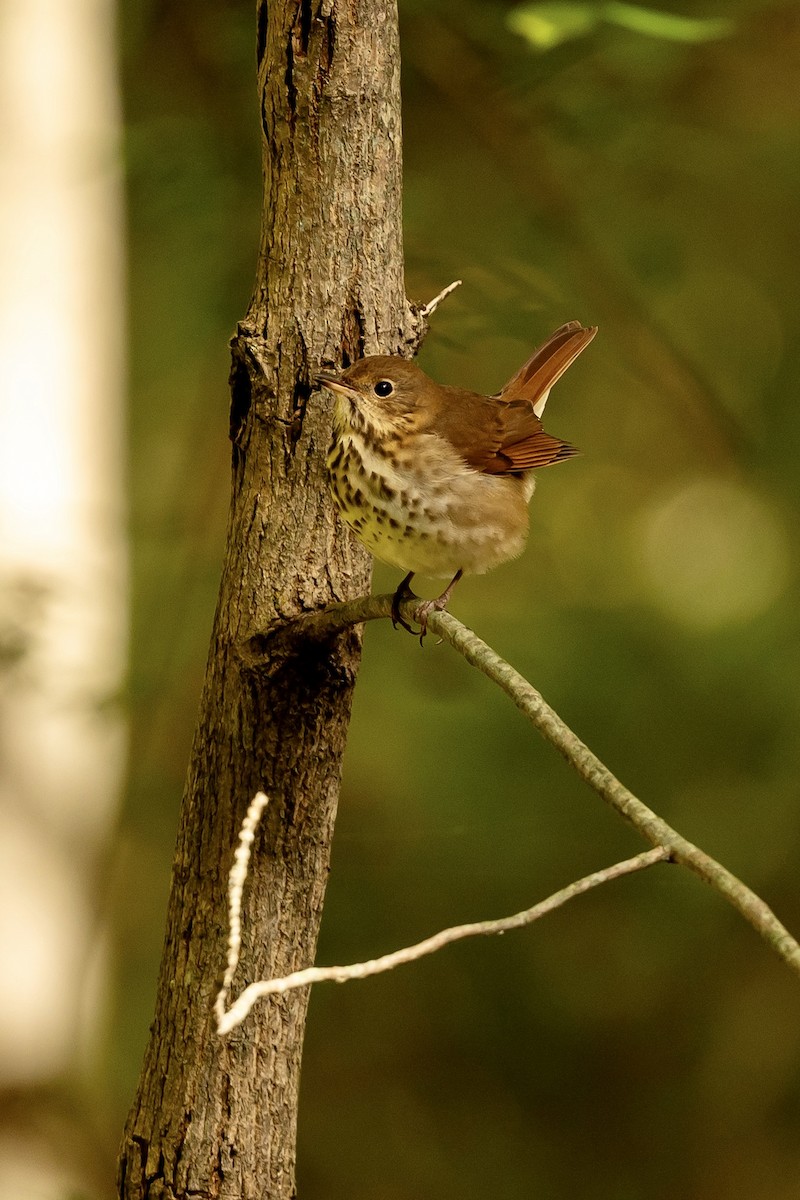 Hermit Thrush - ML624832955